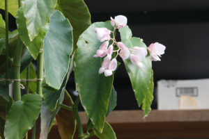B. ‘Aislee’